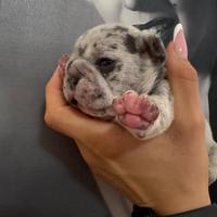 Cuccioli bulldog francese