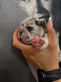 Cuccioli bulldog francese