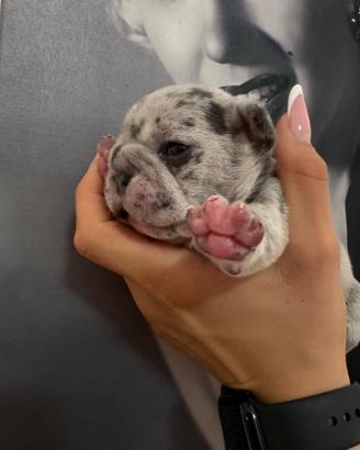 Cuccioli bulldog francese