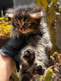 Gatti Persiani