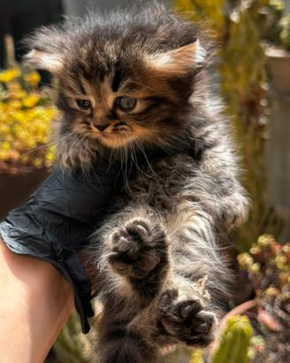 Gatti Persiani