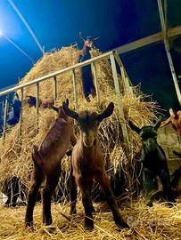 Becchetti maschi di murciane e saanen