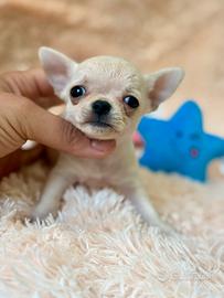 Torre Nuova Harvey Chihuahua