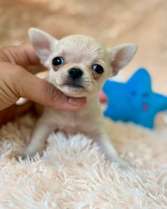 Torre Nuova Harvey Chihuahua