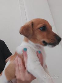 Jack russell terrier