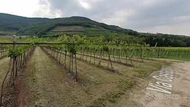 Tregnago, vigneto Valpolicella DOC