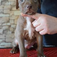 Cuccioli di Pitbull