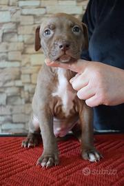 Cuccioli di Pitbull