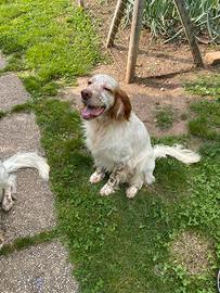Setter inglese con pedigree