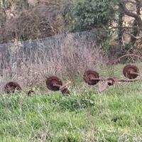 Ranghinatore a Stelle 