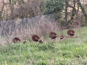 Ranghinatore a Stelle 