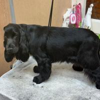 Cocker Spaniel femmina nera di 16 mesi
