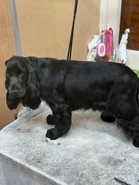 Cocker Spaniel femmina nera di 16 mesi
