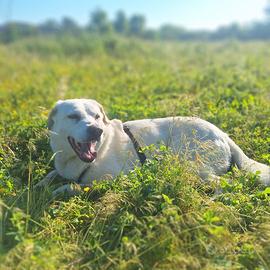 Simil maremmano Rocco