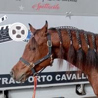 Cavallo arabo