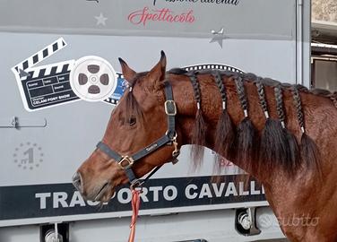 Cavallo arabo