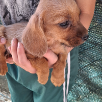 Basset fauve de bretagne