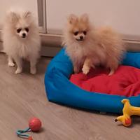 Disponibili cucciole di spitz tedesco nano