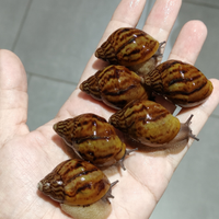 Achatina achatina chiocciole