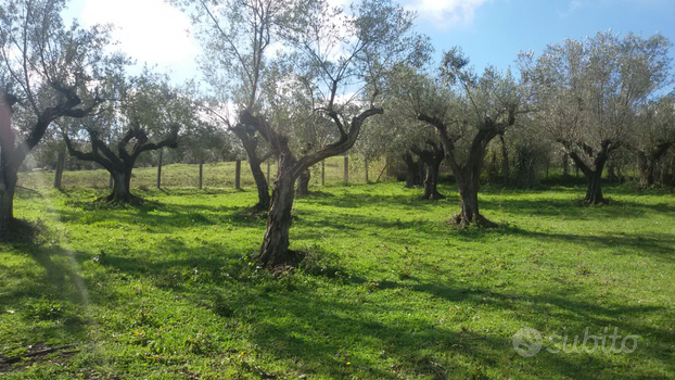 Terreno agricolo/uliveto