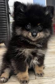 Cucciolo di spitz Pomerania