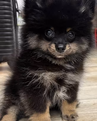 Cucciolo di spitz Pomerania