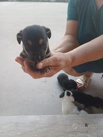 Cuccioli Jack Russel
