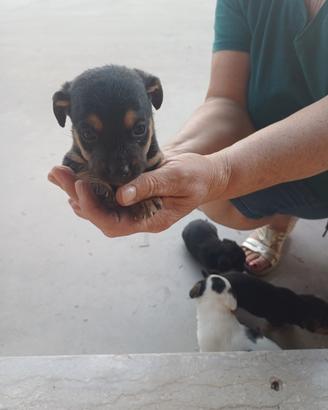 Cuccioli Jack Russel