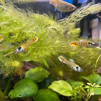 Endler Tiger - Poecilia Wingei