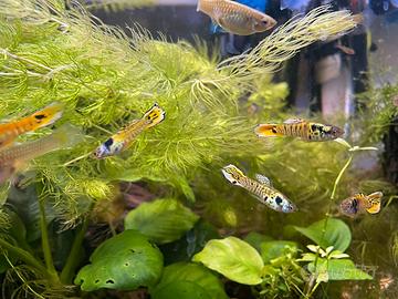 Endler Tiger - Poecilia Wingei