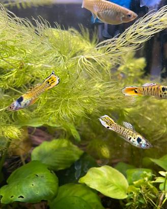 Endler Tiger - Poecilia Wingei
