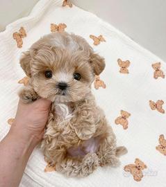 maltipoo toy