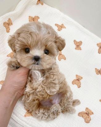 maltipoo toy