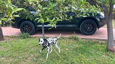 Dalmata maschio per monta