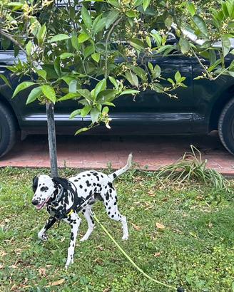 Dalmata maschio per monta