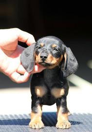 Bassotto VERO KANINCHEN