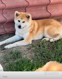 Akita inu