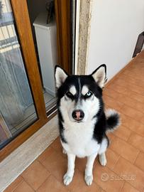 Husky maschio per monta