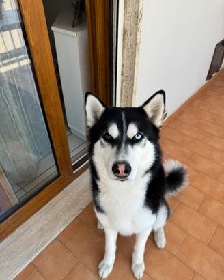 Husky maschio per monta