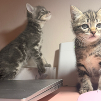 Gattini British shorthair certosino