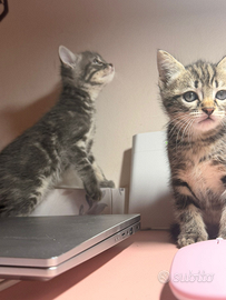 Gattini British shorthair certosino