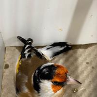 Esemplari di cardellini major