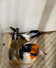 Esemplari di cardellini major