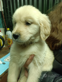 Golden retriever angloamericani