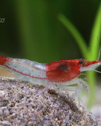 10 Neocaridine davidi red rili facili e robuste