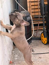 Bulldog francese