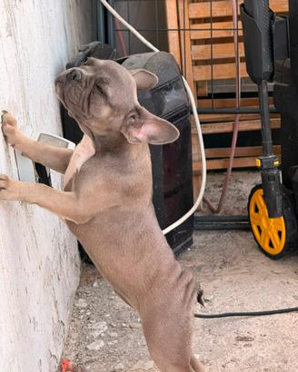 Bulldog francese