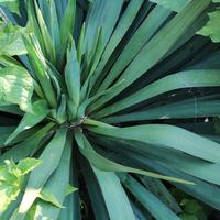 Yucca filamentosa 