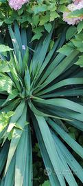 Yucca filamentosa 