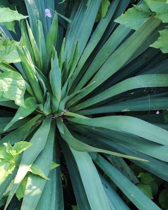 Yucca filamentosa 